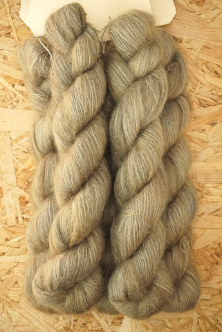 Aureola 'Latte'
